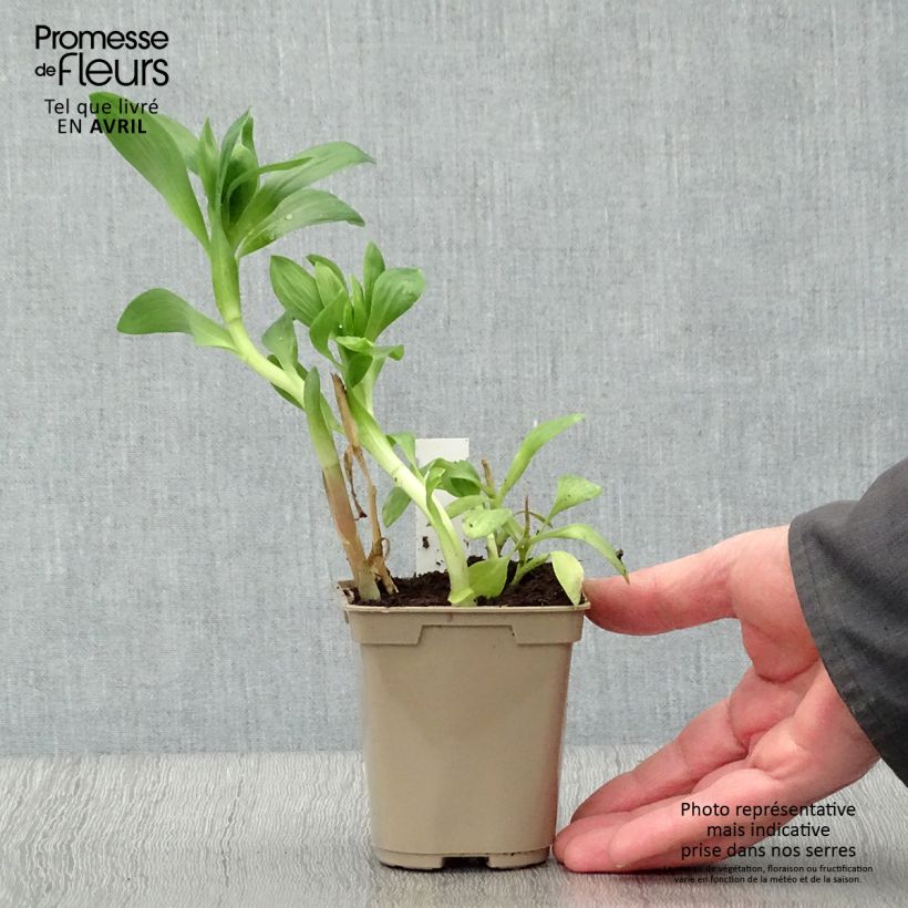 Amostra de Alstroeméria Duchesses Béatrice Vaso de 8/9 cm tal como entregue na primavera