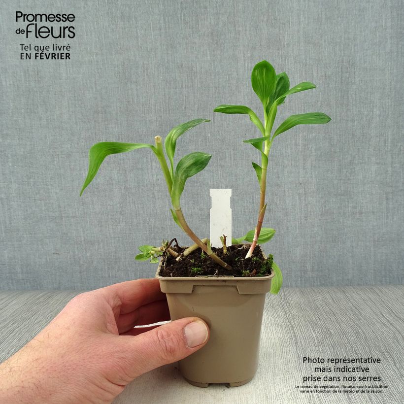 Amostra de Alstroémère Duchesses Béatrice - Lys des Incas Vaso de 8/9 cm tal como entregue no inverno