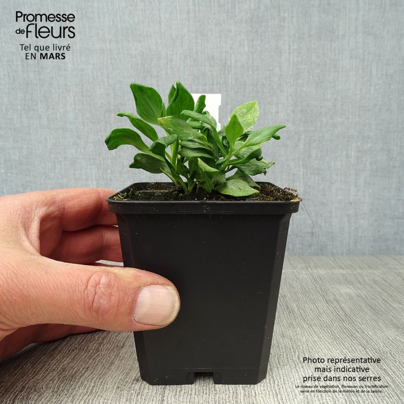 Amostra de Alstroeméria Duchesses Diane Vaso de 8/9 cm tal como entregue na primavera