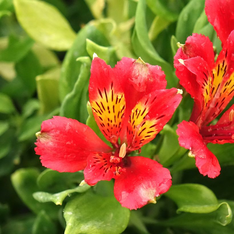 Alstroeméria Duchesses Diane (Floração)