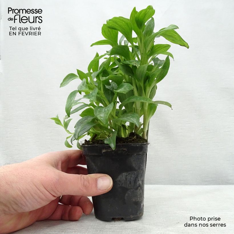 Amostra de Alstroémère Duchesses Elisabeth - Lys des Incas Godet de 8/9 cm tal como entregue no inverno