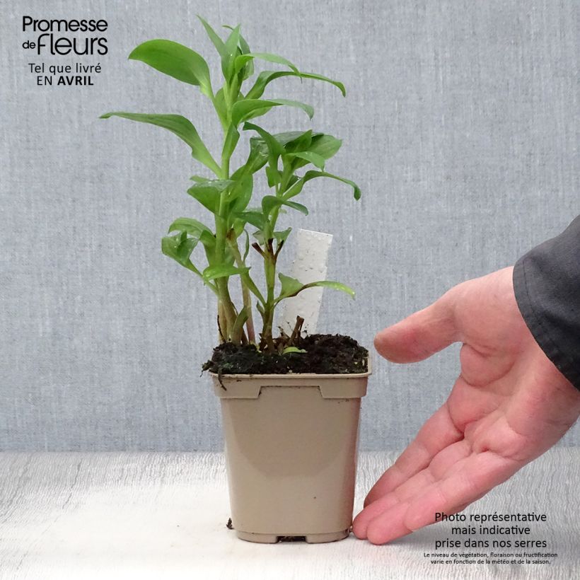 Amostra de Alstroeméria Duchesse Elisabeth Vaso de 8/9 cm tal como entregue na primavera