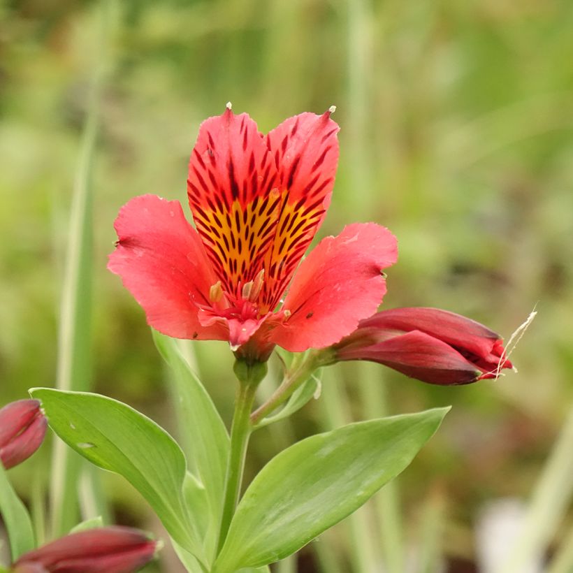 Alstroeméria Duchesse Elisabeth (Floração)