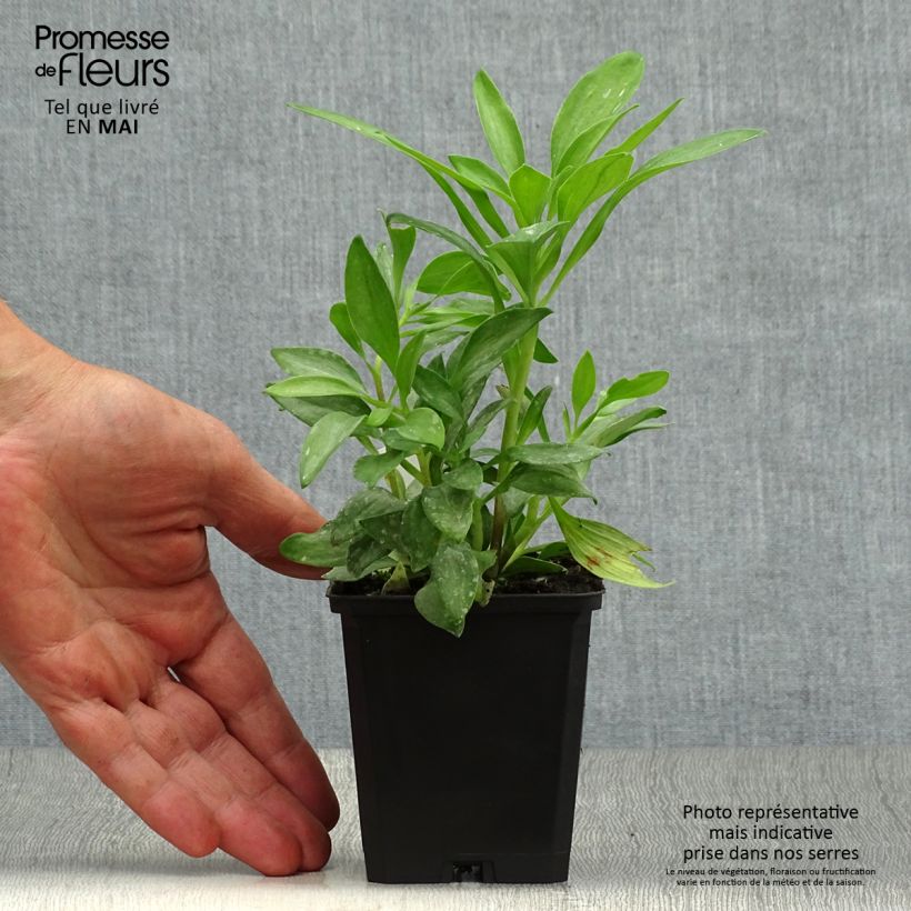 Amostra de Alstroeméria Duchesses Isabelle Vaso de 8/9 cm tal como entregue na primavera