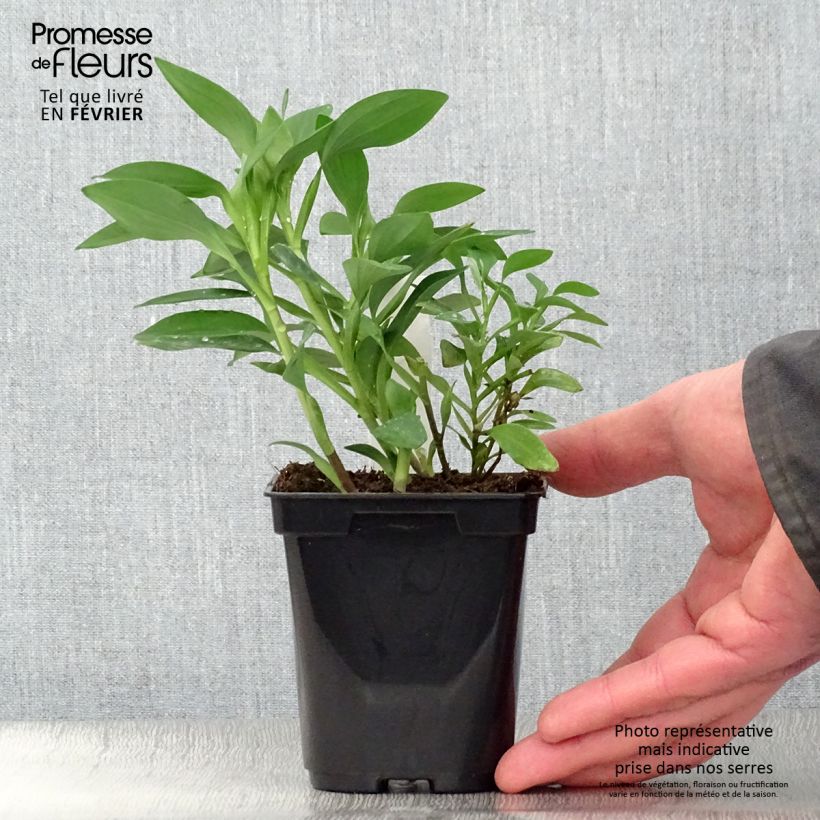 Amostra de Alstroémère Duchesses Marguerite - Lys des Incas Godet de 8/9 cm tal como entregue no inverno