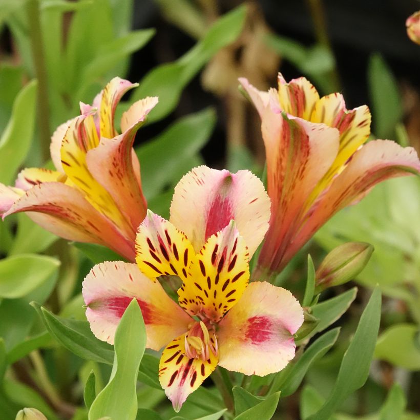 Alstroeméria Duchesses Marguerite (Floração)