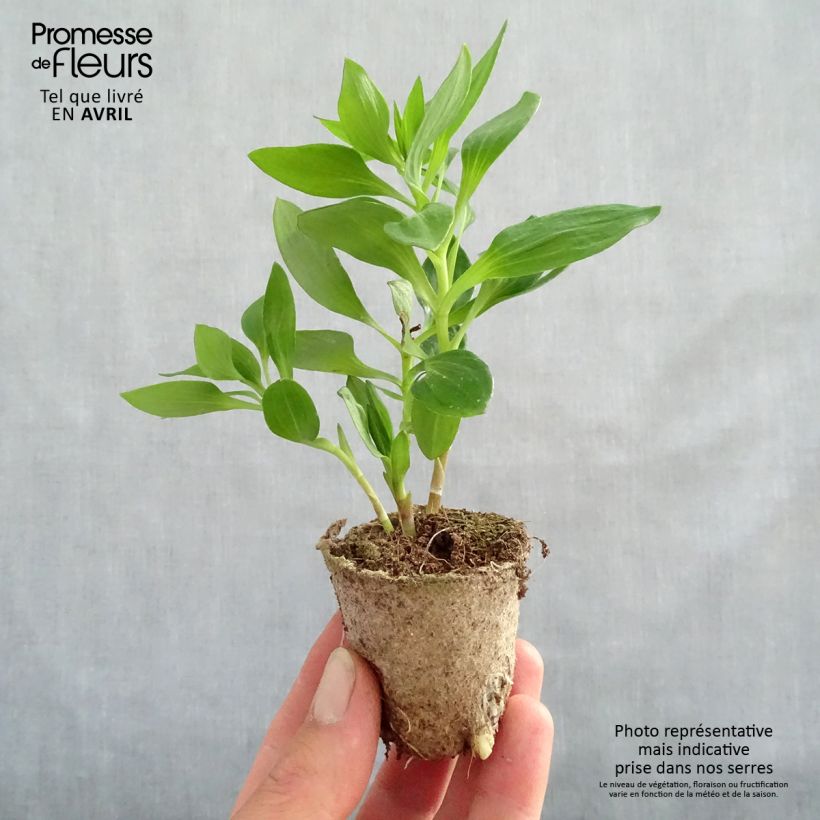 Amostra de Alstroemère Inticancha Bryce - Lis des Incas Motte 4 cm x 4,5 cm tal como entregue na primavera