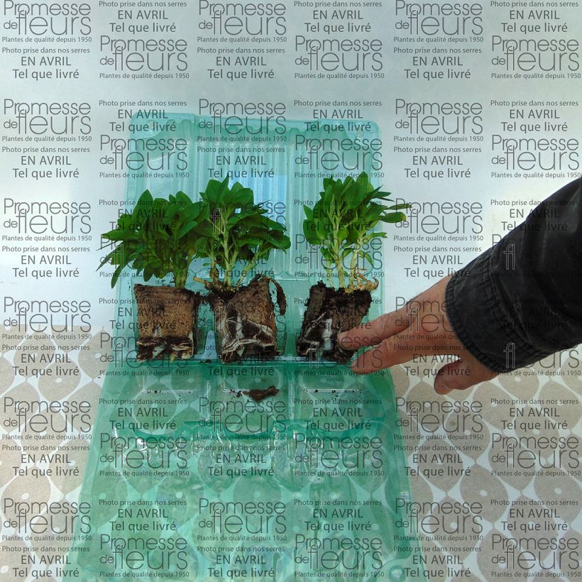 Exemplo de amostra de Alstroemeria Inticancha Cabana - Lis des Incas Motte 4 cm x 4,5 cm tal como entregue