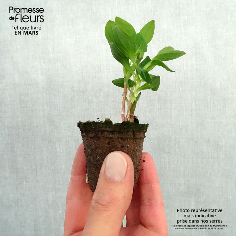 Amostra de Alstroemère Inticancha Dark Purple - Lis des Incas Motte 4 cm x 4,5 cm tal como entregue na primavera