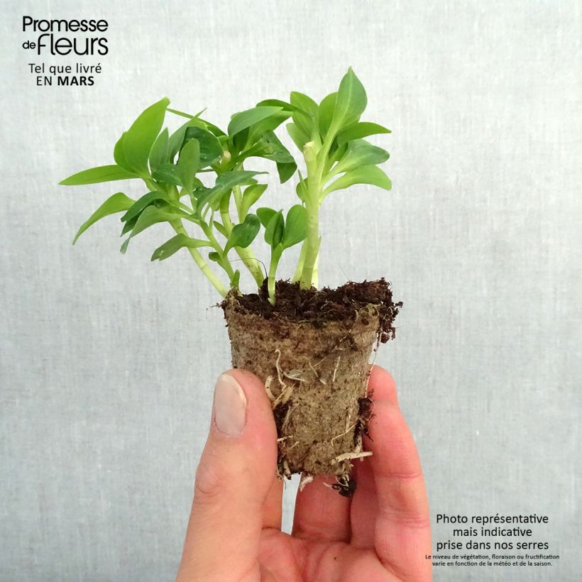 Amostra de Alstroemère Inticancha Magic White - Lis des Incas Motte 4 cm x 4,5 cm tal como entregue na primavera