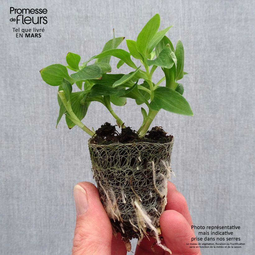 Amostra de Alstroemère Inticancha Navayo - Lis des Incas Motte 4 cm x 4,5 cm tal como entregue na primavera