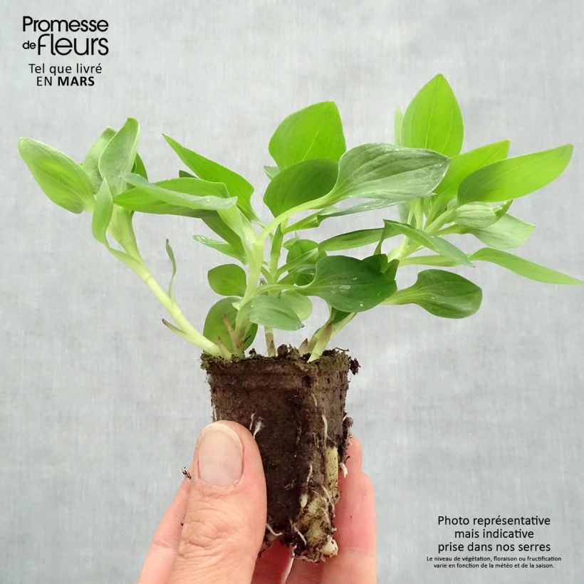 Amostra de Alstroemère Inticancha Sunday - Lis des Incas Motte 4 cm x 4,5 cm tal como entregue na primavera