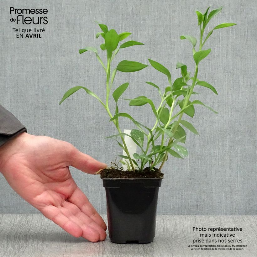 Amostra de Alstroeméria Majestic Layon Vaso de 8/9 cm tal como entregue na primavera