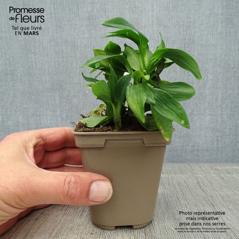 Amostra de Alstroeméria Majestic Mazé Vaso de 8/9 cm tal como entregue na primavera