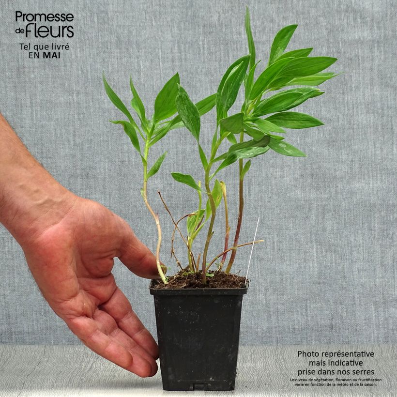 Amostra de Alstroeméria Majestic Montsoreau Vaso de 8/9 cm tal como entregue na primavera