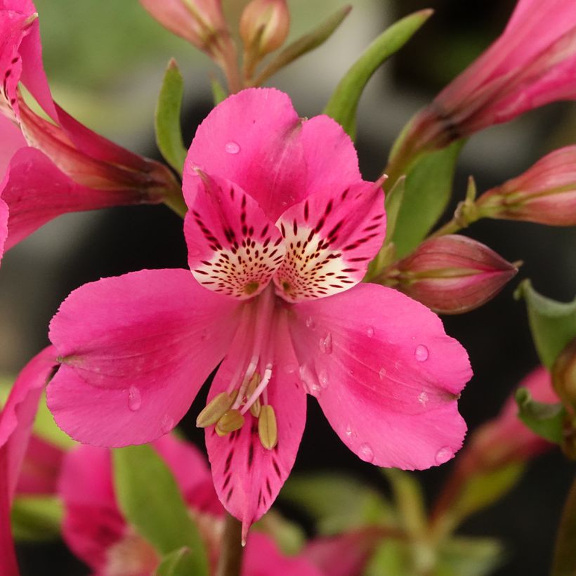 Alstroeméria Majestic Montsoreau (Floração)