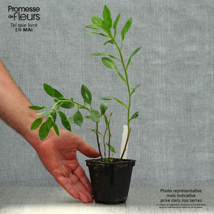 Amostra de Alstroeméria Majestic Tiercé Vaso de 8/9 cm tal como entregue na primavera