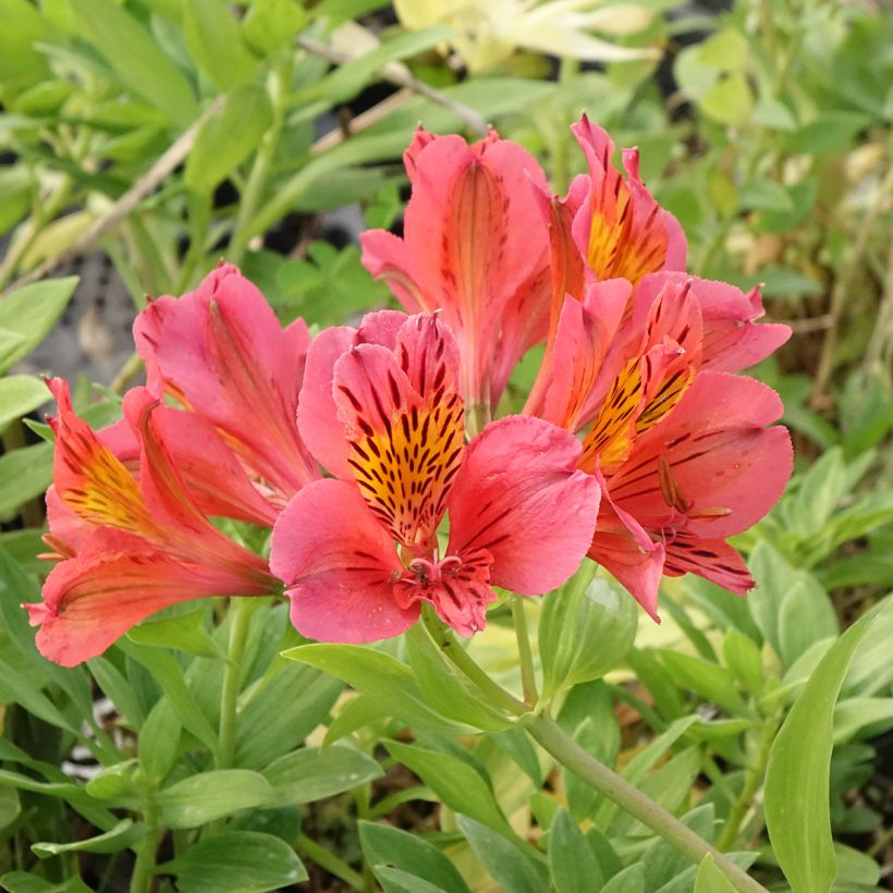Alstroeméria Majestic Tiercé (Floração)