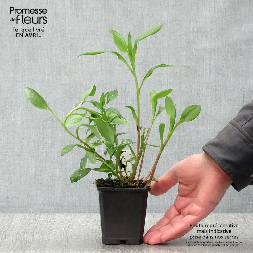 Amostra de Alstroeméria Majestic Aubance Vaso de 8/9 cm tal como entregue na primavera