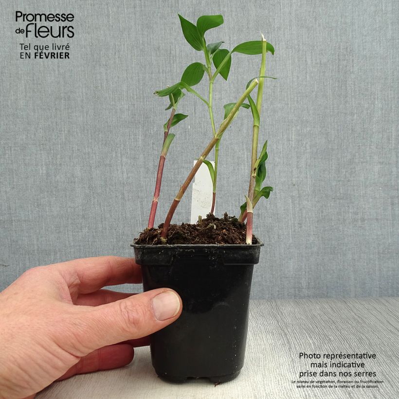 Amostra de Alstroeméria Majestic Aubance Vaso de 8/9 cm tal como entregue no inverno