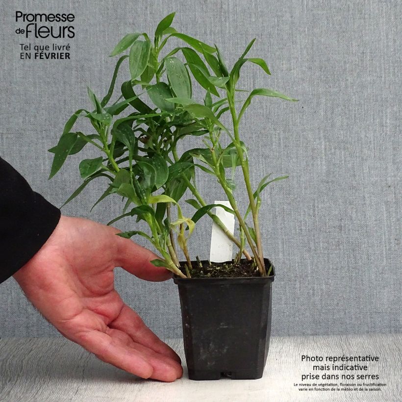 Amostra de Alstroeméria Majestic Avrillé Vaso de 8/9 cm tal como entregue no inverno