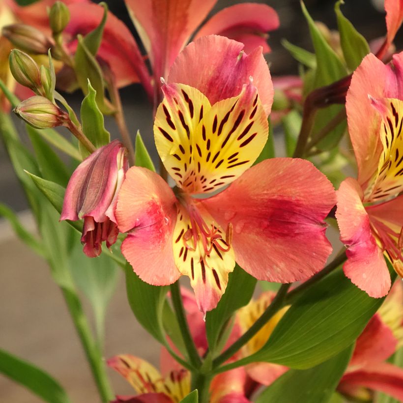 Alstroeméria Majestic Avrillé (Floração)