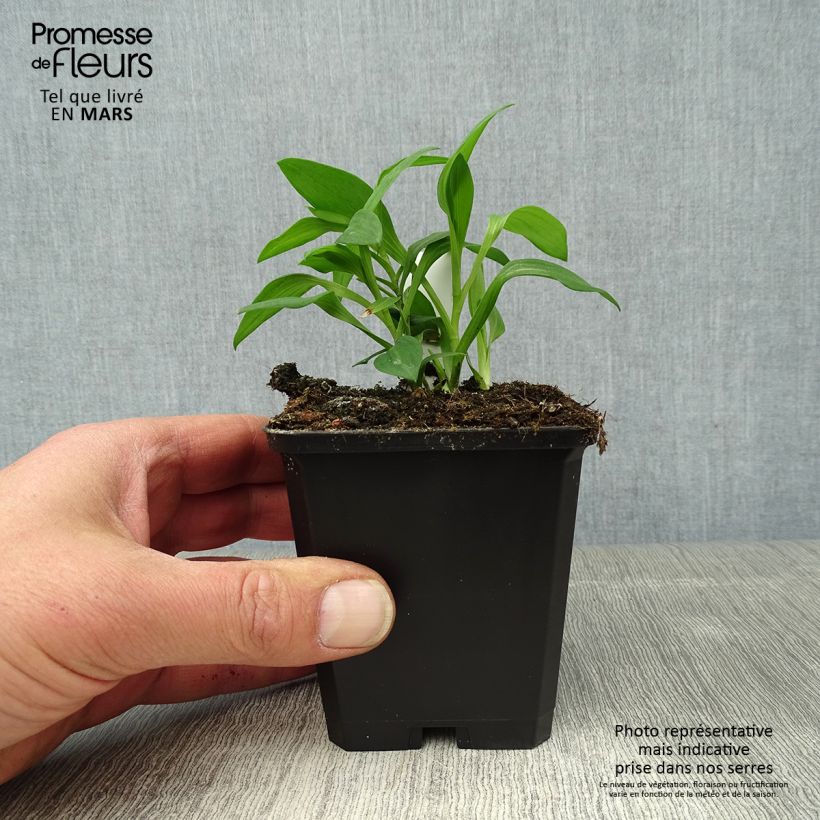 Amostra de Alstroeméria Majestic Briançon Vaso de 8/9 cm tal como entregue na primavera