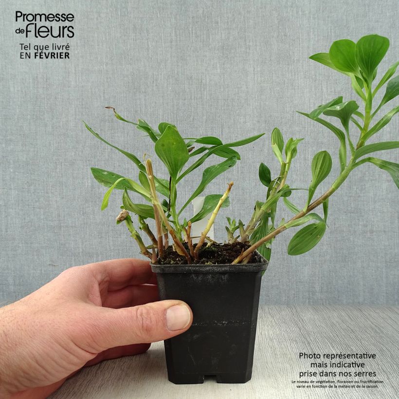 Amostra de Alstroeméria Majestic Chartrené Vaso de 8/9 cm tal como entregue no inverno