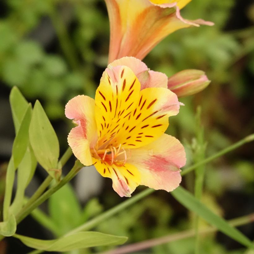 Alstroeméria Majestic Chartrené (Floração)