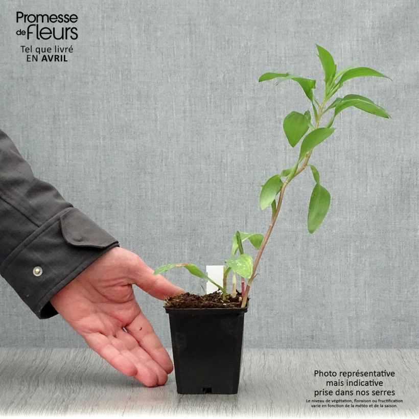 Amostra de Alstroeméria Majestic Chinon Vaso de 8/9 cm tal como entregue na primavera