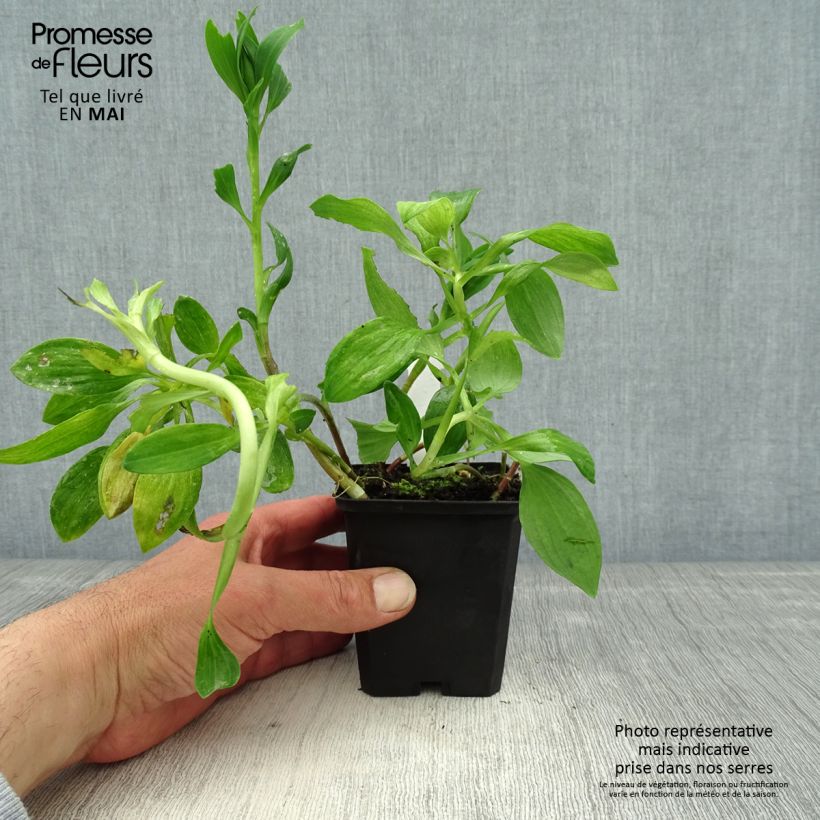 Amostra de Alstroeméria Pitchounes Chloé Vaso de 8/9 cm tal como entregue na primavera