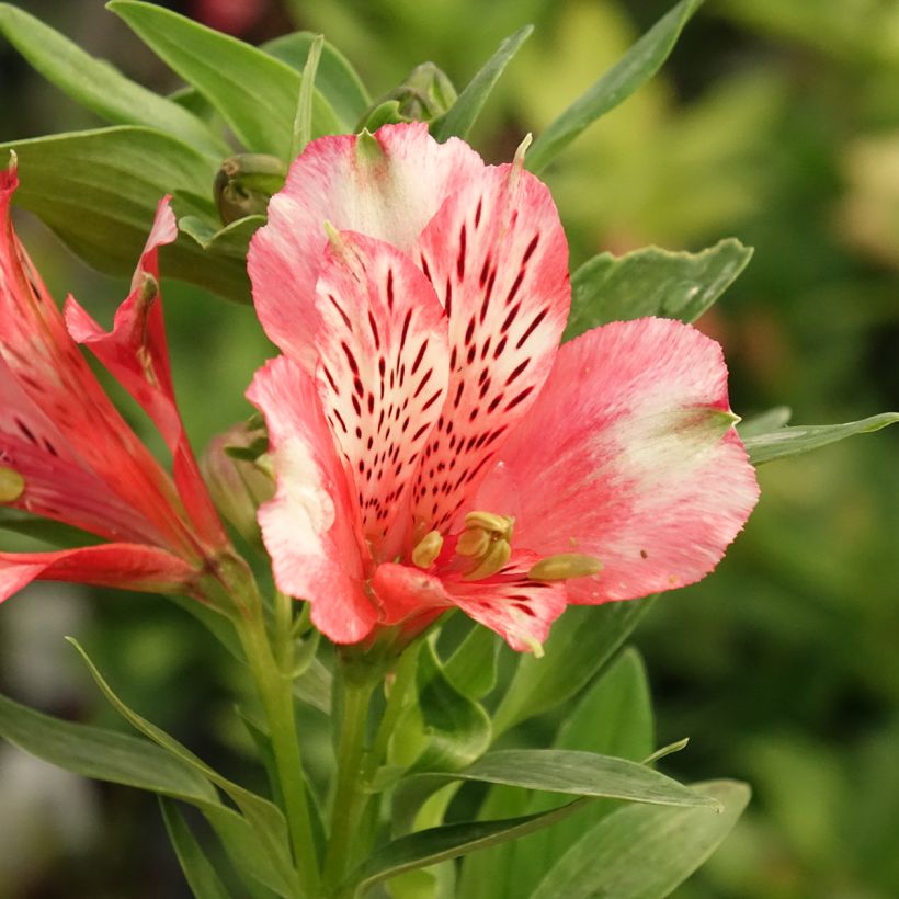 Alstroeméria Pitchounes Chloé (Floração)