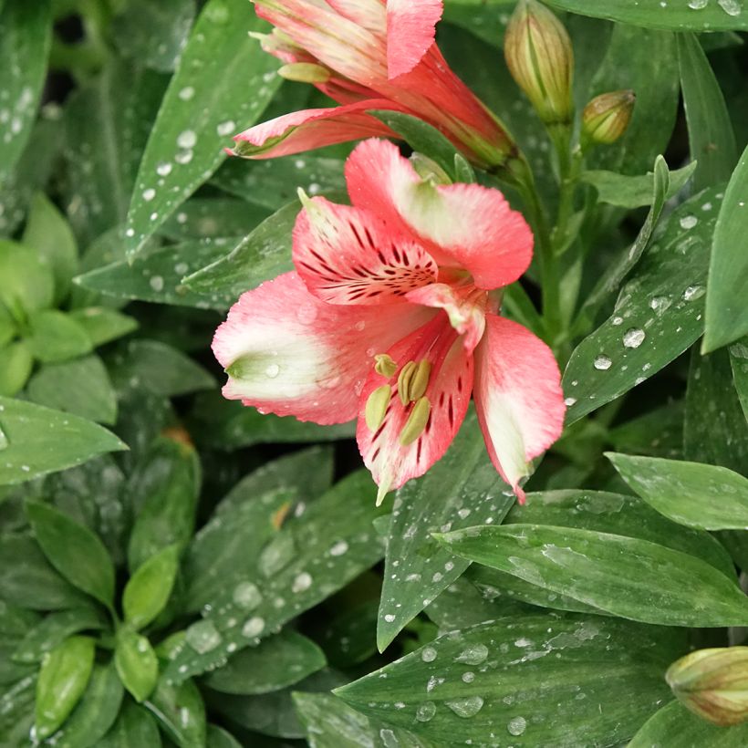 Alstroeméria Pitchounes Chloé (Floração)