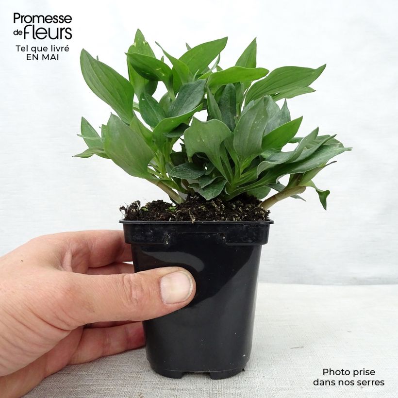 Amostra de Alstroeméria Pitchounes Gaspard Vaso de 8/9 cm tal como entregue na primavera