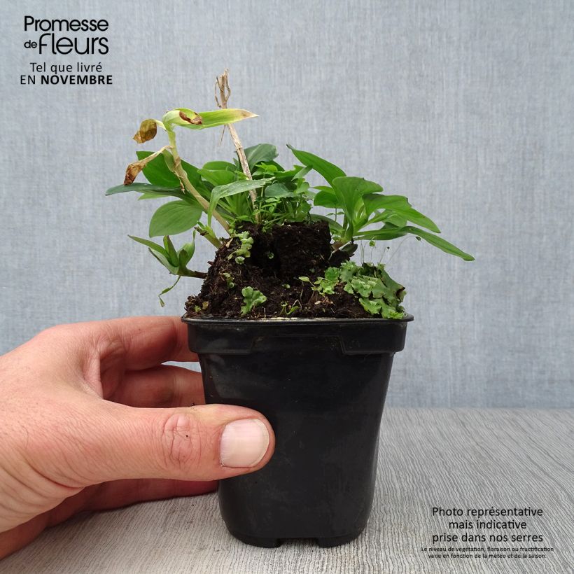 Amostra de Alstroeméria Pitchounes Gaspard Vaso de 8/9 cm tal como entregue no outono