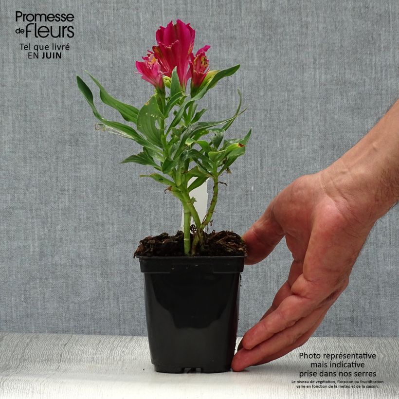 Amostra de Alstroeméria Pitchounes Lola Vaso de 8/9 cm tal como entregue no verão