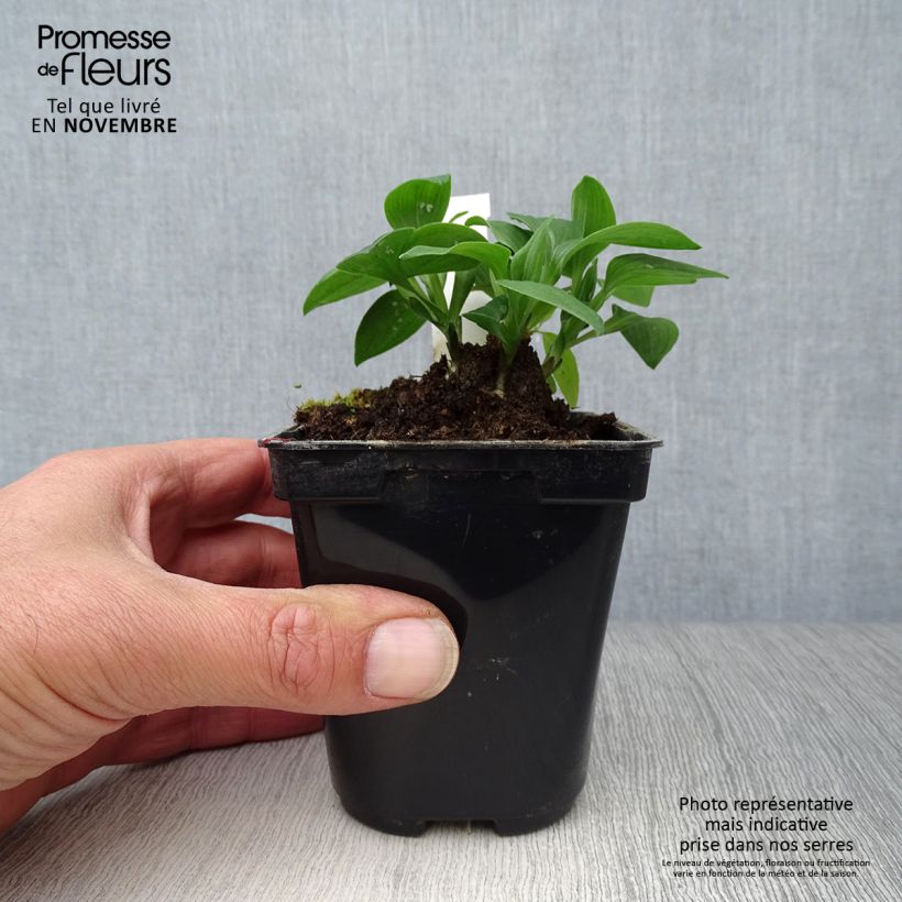 Amostra de Alstroeméria Pitchounes Lola Vaso de 8/9 cm tal como entregue no outono
