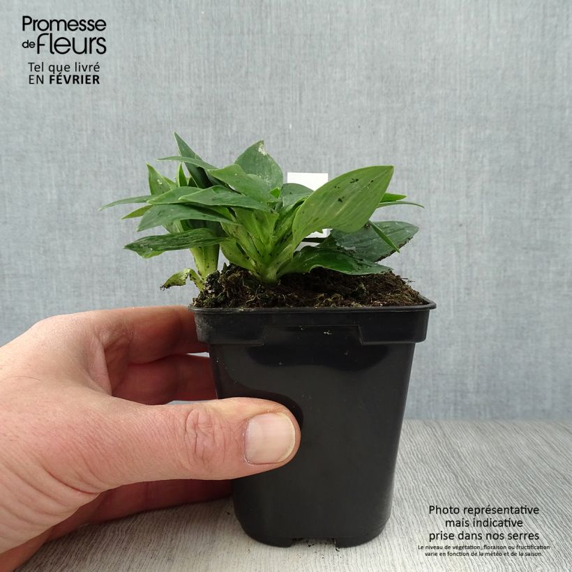 Amostra de Alstroeméria Pitchounes Lola Vaso de 8/9 cm tal como entregue no inverno