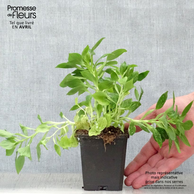 Amostra de Alstroeméria Pitchounes Lucas Vaso de 8/9 cm tal como entregue na primavera