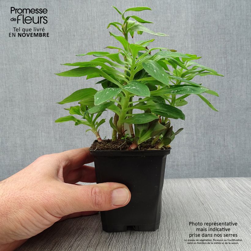 Amostra de Alstroeméria Pitchounes Lucas Vaso de 8/9 cm tal como entregue no outono