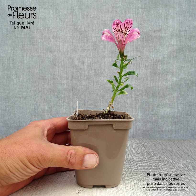 Amostra de Alstroeméria Pitchounes Océane Vaso de 8/9 cm tal como entregue na primavera