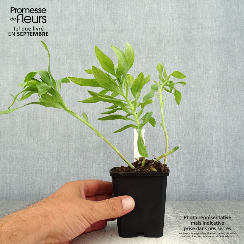 Amostra de Alstroeméria Pitchounes Océane Vaso de 8/9 cm tal como entregue no verão