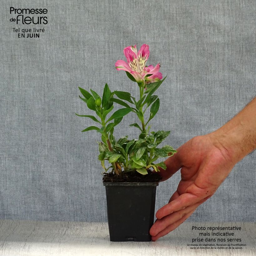 Amostra de Alstroeméria Pitchounes Rosie Vaso de 8/9 cm tal como entregue no verão