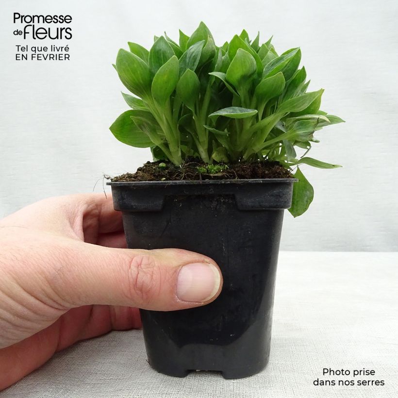 Amostra de Alstroemère naine Pitchounes Rosie - Lys des Incas Vaso de 8/9 cm tal como entregue no inverno