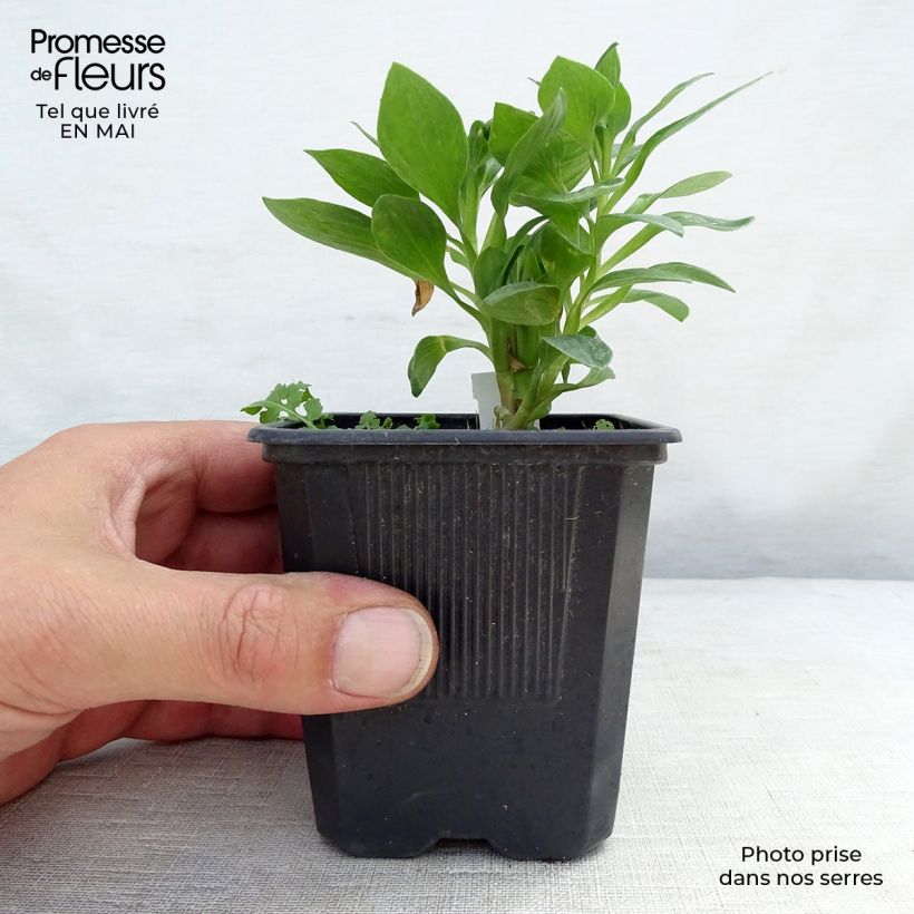 Amostra de Alstroeméria Pitchounes Rosie Vaso de 8/9 cm tal como entregue na primavera