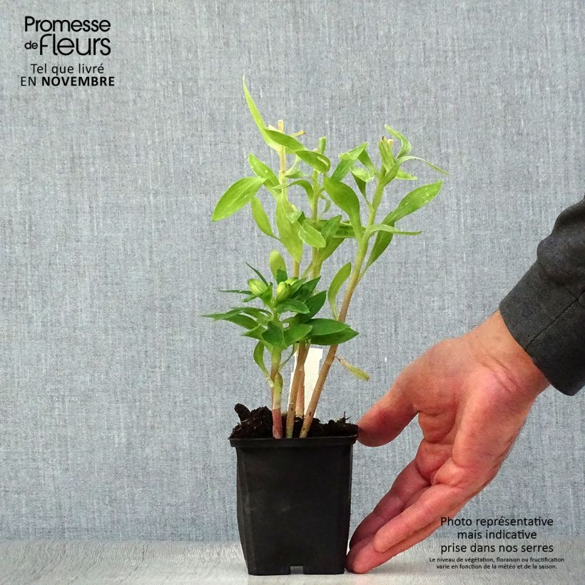 Amostra de Alstroeméria Pitchounes Rosie Vaso de 8/9 cm tal como entregue no outono