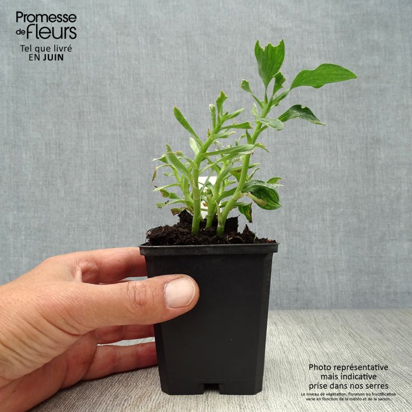 Amostra de Alstroeméria Pitchounes Stella Vaso de 8/9 cm tal como entregue no verão