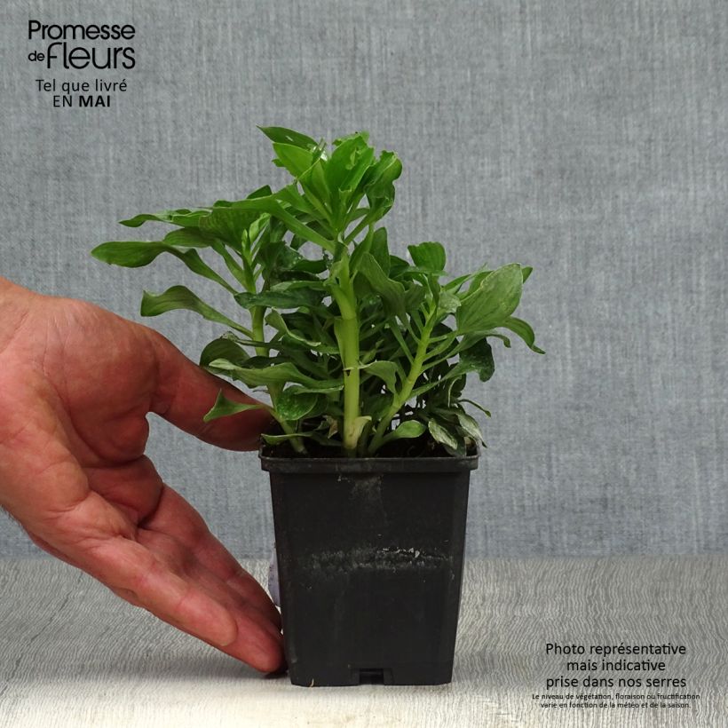 Amostra de Alstroeméria Pitchounes Stella Vaso de 8/9 cm tal como entregue na primavera