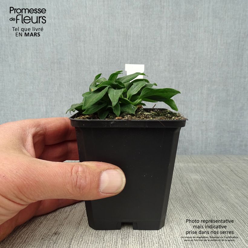 Amostra de Alstroeméria Pitchounes Timoté Vaso de 8/9 cm tal como entregue na primavera