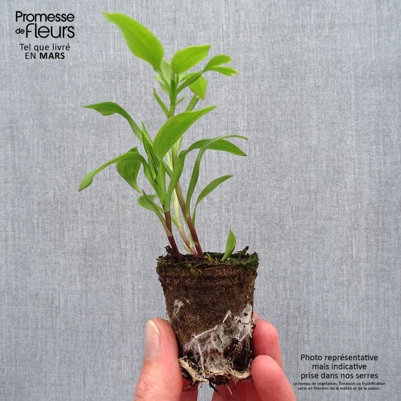 Amostra de Alstroemeria Garden Summer Pepper - Lis des Incas Motte 4 cm x 4,5 cm tal como entregue na primavera